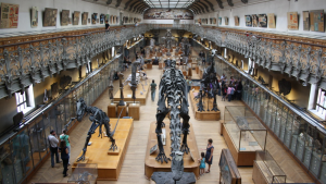 musée d'histoire naturel de Paris
