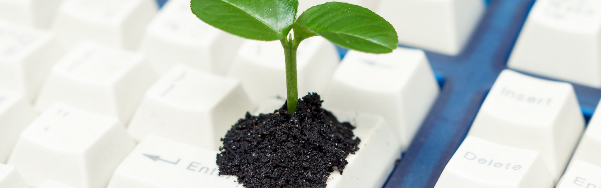 pousse de plante sur clavier d'ordinateur